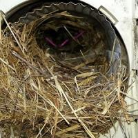 Nest clogging a dryer vent.