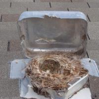 A bird made this roof vent home, obstructing airflow through the dryer vent.